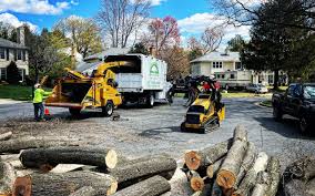 Best Stump Grinding and Removal  in Kenedy, TX