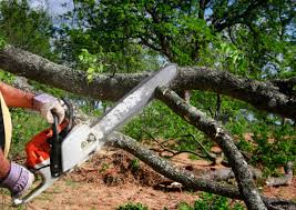 Best Hazardous Tree Removal  in Kenedy, TX