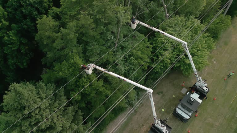 Best Tree Trimming and Pruning  in Kenedy, TX