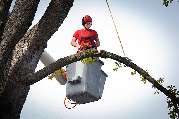 How Our Tree Care Process Works  in  Kenedy, TX